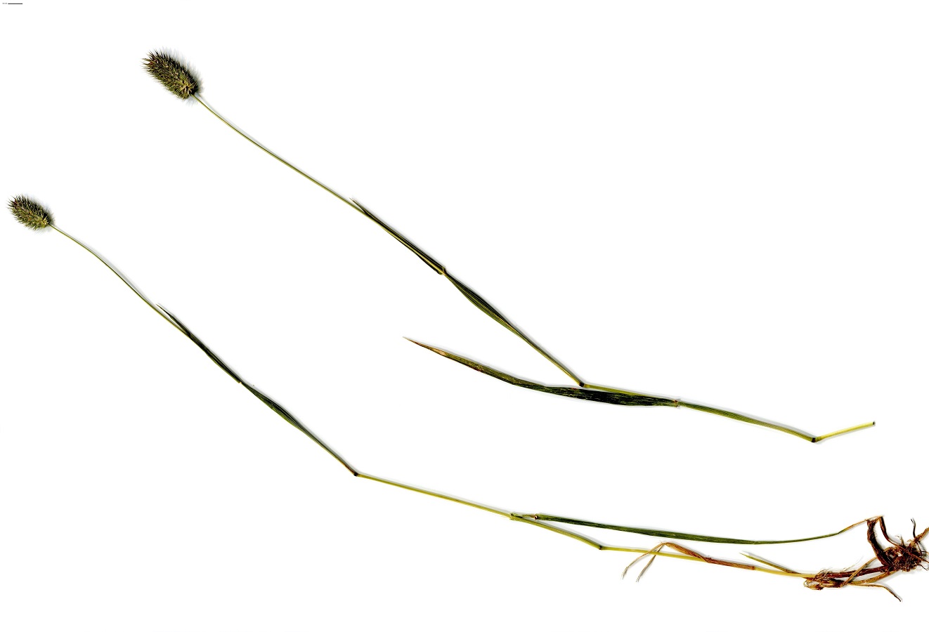 Phleum alpinum (Poaceae)